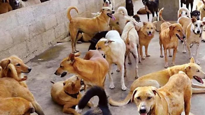 Dog Meet : శతాబ్ధాల ఆచారానికి స్వస్తి.. కుక్క మాంసం తినడం, అమ్మడం నిషేధం
