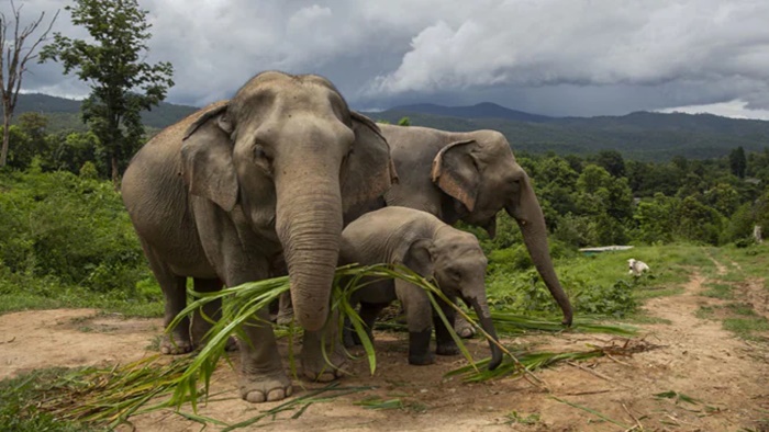 Train Accident: బెంగాల్‌లో ఘోర ప్రమాదం.. రైలు ఢీకొని 3 ఏనుగులు మృత్యువాత