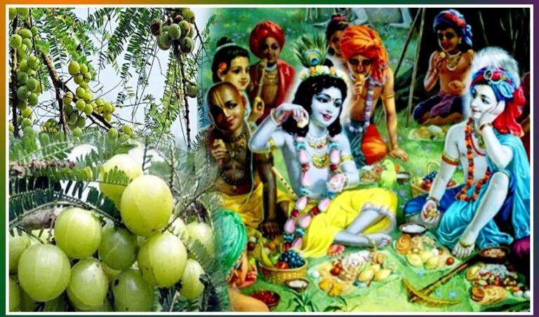 Karthika Masam: కార్తీకమాసంలో ఉసిరి చెట్టు కింద పూజలు ఎందుకు చేస్తారో తెలుసా?