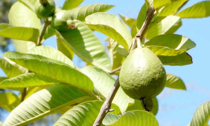 Guava Tree