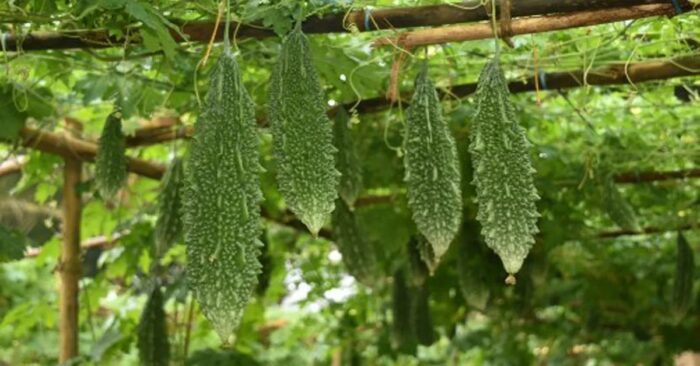 Bittergourd Harvesting: కాకరకాయ సాగులో తీసుకోవాల్సిన జాగ్రత్తలు..