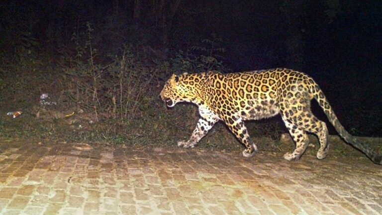 Leopard in Srisailam: శ్రీశైలంలో చిరుతపులి సంచారం.. భయాందోళనలో స్థానికులు, భక్తులు!