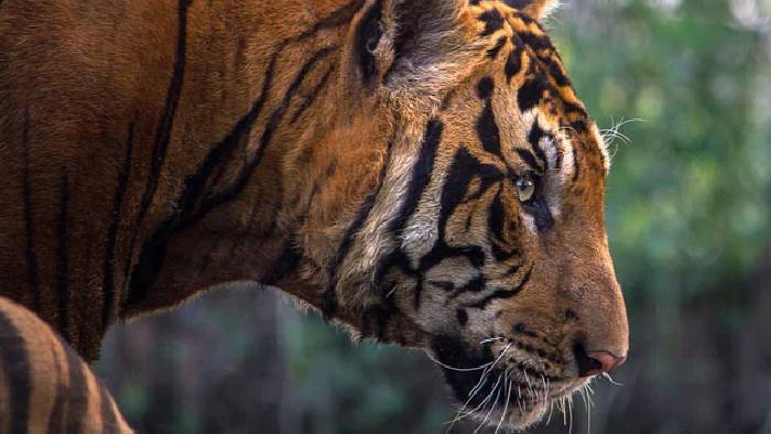 Man Eating Tiger