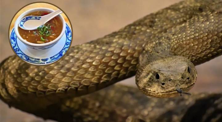 China: చైనీయులు చలికాలంలో పాము సూప్ ఎందుకు తాగుతారో తెలుసా ?