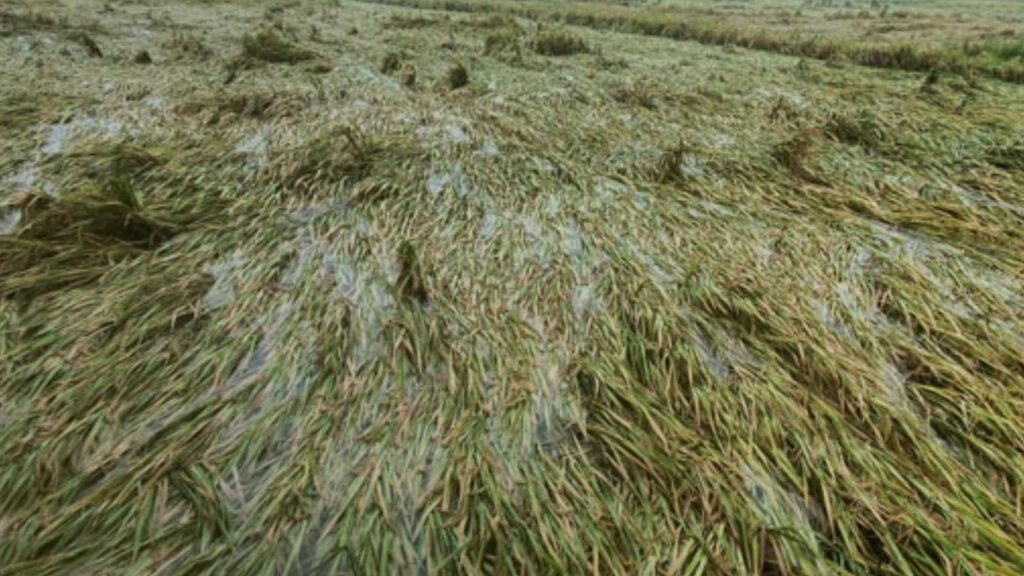 Paddy Filed Damaged