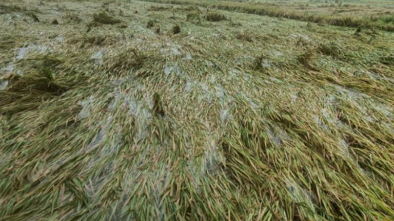 Cyclone Michuang Updates: మిచౌంగ్ తుఫాన్ ఎఫెక్ట్.. వేలాది ఎకరాల్లో పంట నష్టం!