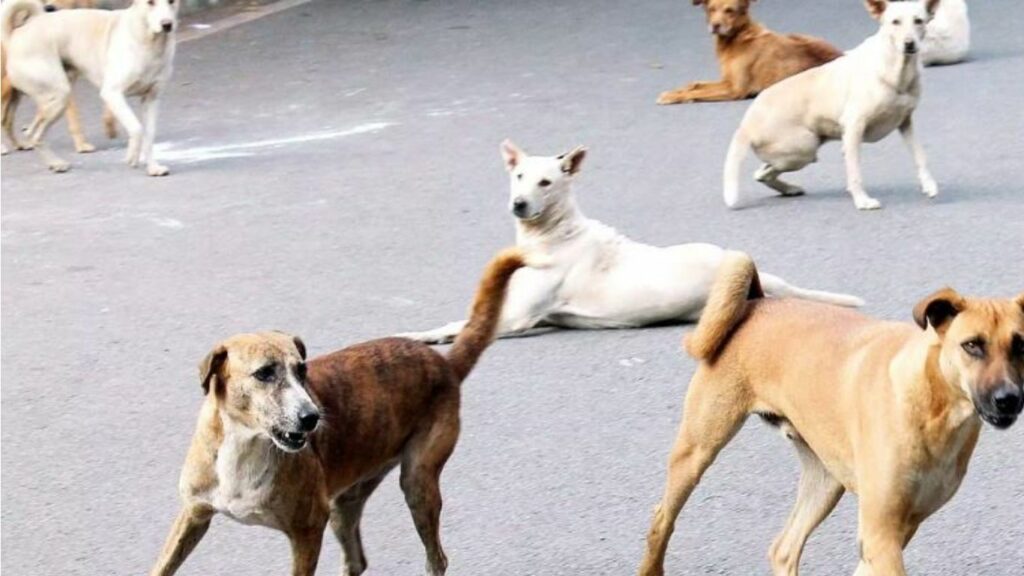 Street Dogs Attack