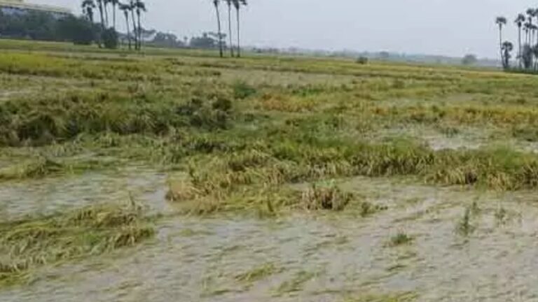 Cyclone Michaung: మిచాంగ్‌ తుఫాను ఎఫెక్ట్.. అన్నదాతల ఆందోళన!