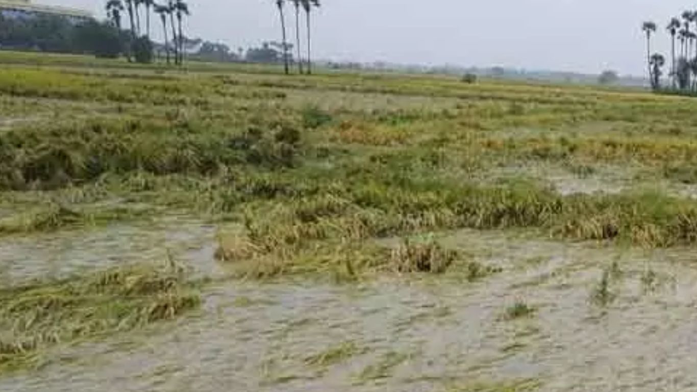 Cyclone Michaung: మిచాంగ్‌ తుఫాను ఎఫెక్ట్.. అన్నదాతల ఆందోళన!