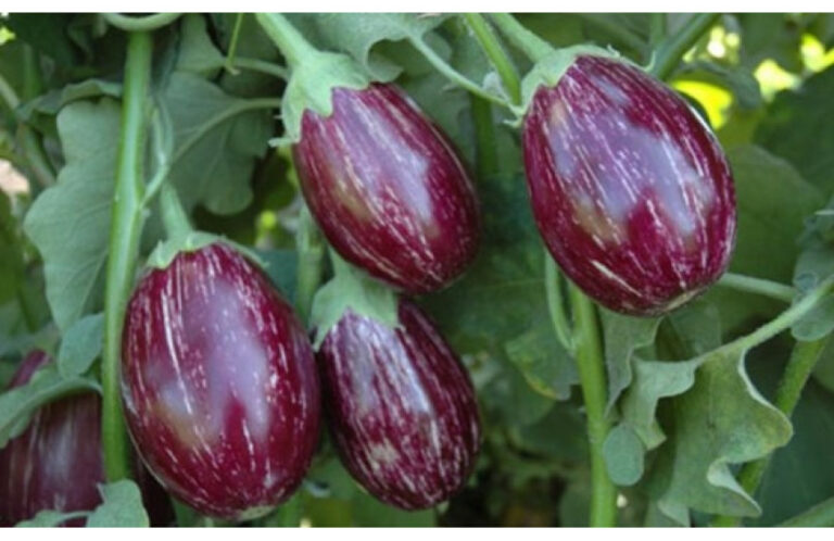 Brinjal Cultivation: వంగసాగులో కాయతొలచు పురుగు నివారణ చర్యలు..