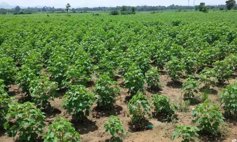 Cotton Farming: పత్తిలో తెగుళ్ల నివారణ చర్యలు..
