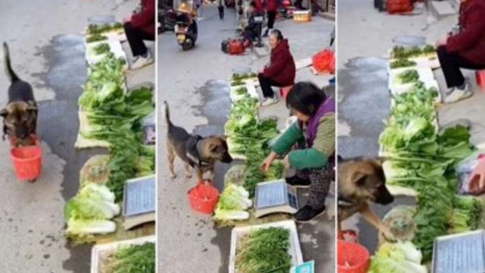 Viral Video: కూరగాయలు కొంటున్న శునకం.. ఎంత క్యూట్‌గా ఉందో..!