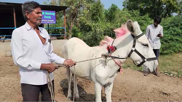Money Earning: ఆవులు, గేదెలకు బదులు గాడిదల పెంపకం.. ప్రతినెలా రూ.3 లక్షల వరకు సంపాదన..!