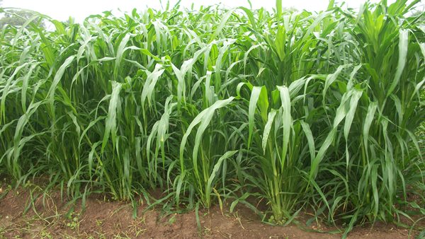 Bussiness Idea : మీ సొంత ఊరిలో ఉంటూ లక్షలు సంపాదించాలని అనుకుంటున్నారా?