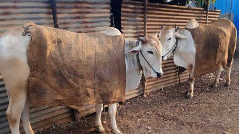 Cold weather: పశువులపై ప్రేమ.. గోనె సంచులు కుట్టించిన రైతు! వీడియో వైరల్