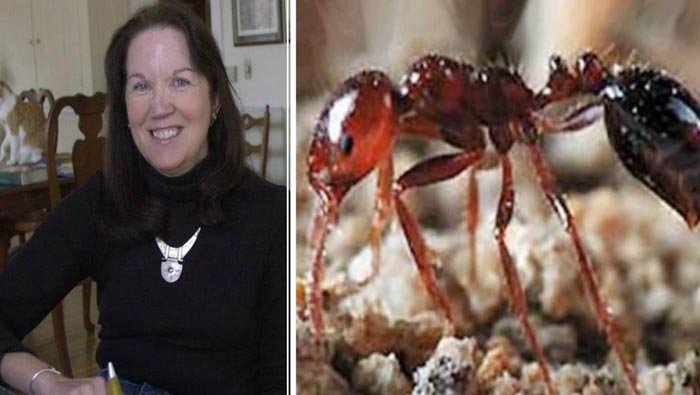 Fire Ants: స్కైడైవింగ్ చేస్తూ 14 వేల అడుగుల నుంచి కింద పడిన మహిళ.. కాపాడిన అగ్ని చీమలు