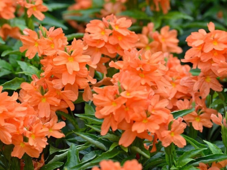 Crossandra Cultivation : కనకాంబరం కోసే ముందు తీసుకోవాల్సిన జాగ్రత్తలు..