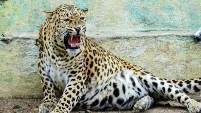 Leopard : ఆదిలాబాద్‌లో ఆవుపై చిరుత దాడి.. భయాందోళనలో స్థానికులు