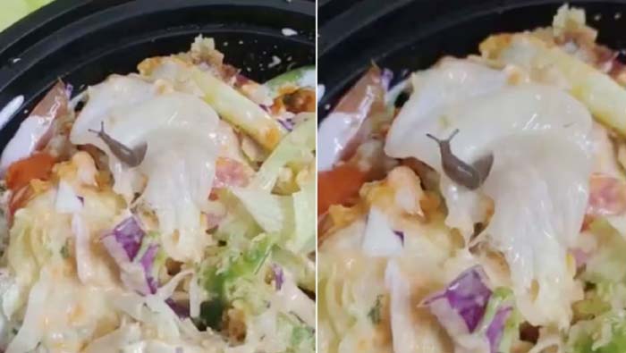 Live Snail Found In Salad