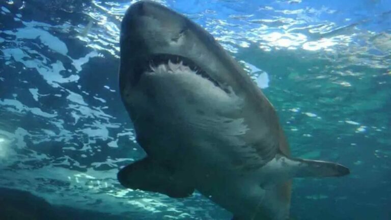 Shark Attack :బిడ్డ కళ్ల ముందే తల్లిపై దాడి చేసిన షార్క్..బీచ్ క్లోజ్…