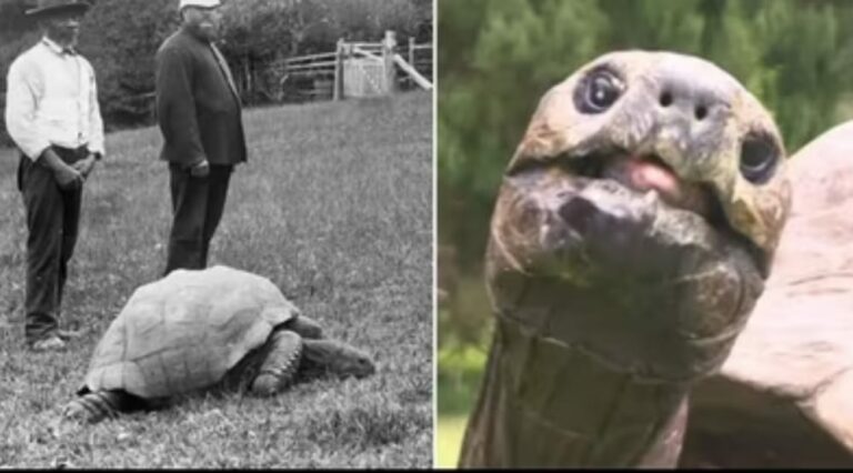 World Old Tortoise : ప్రపంచంలోనే అత్యంత ప్రాచీనమైన తాబేలు.. ఇప్పుడు వయసేంతో తెలుసా?