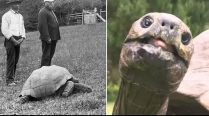 Old Tortoise