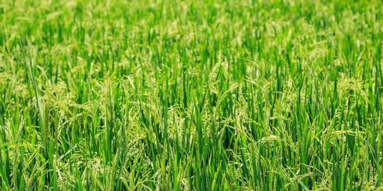 Paddy Cultivation :వరిసాగులో కలుపు నివారణలో తీసుకోవాల్సిన జాగ్రత్తలు..