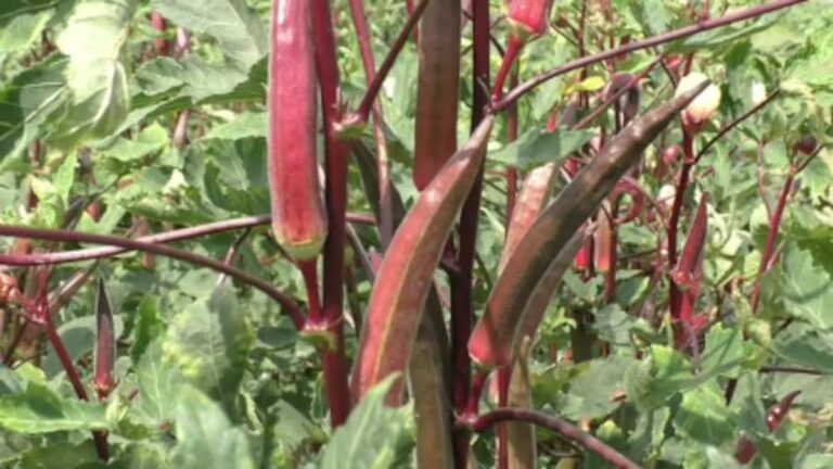 Red Ladyfingers Farming : ఎర్ర బెండకాయ సాగులో మెళుకువలు..