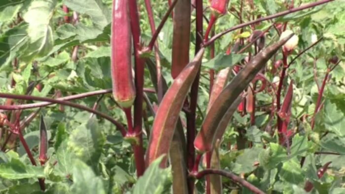Red Ladyfingers Farming : ఎర్ర బెండకాయ సాగులో మెళుకువలు..