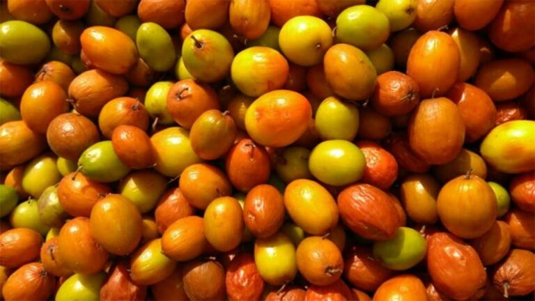 HealthTips : రేగు పండ్లు ఎక్కువగా తింటున్నారా? ఈ విషయాలను తప్పక తెలుసుకోవాలి..