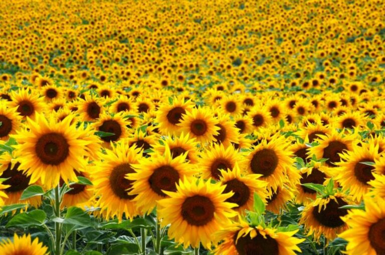 Sunflower Cultivation: పొద్దుతిరుగుడు సాగులో ముఖ్యంగా తీసుకోవాల్సిన జాగ్రత్తలు..