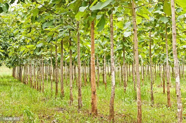 Young Trees, Teak Plantation In Thailand