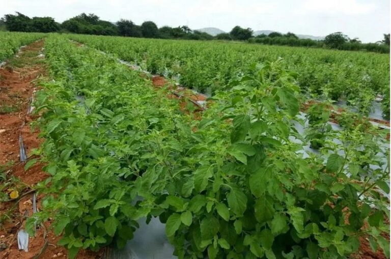 Tulasi farming : తులసి సాగులో తీసుకోవాల్సిన జాగ్రత్తలు..