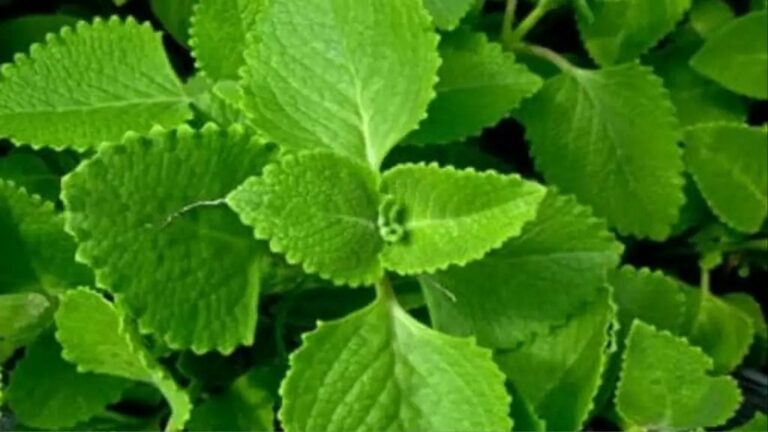 Health Tips : వాము ఆకులను ఇలా వాడితే ఎన్ని ప్రయోజనాలో.. ఆ సమస్యలకు చెక్..