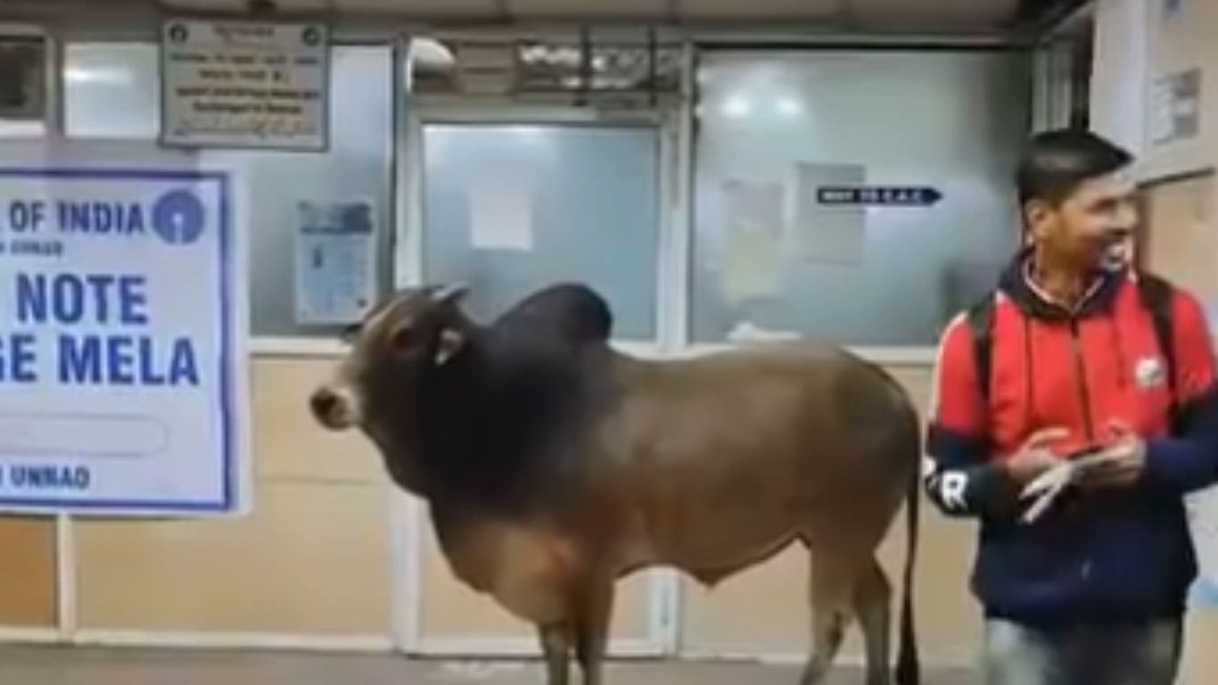 Bull In Bank: ఎస్‌బీఐ బ్యాంకులోకి ఎద్దు.. వీడియో వైరల్!