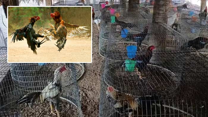 Cock Fighting: కోడి పందాల క్రేజ్‌.. పుంజులకు భారీ డిమాండ్