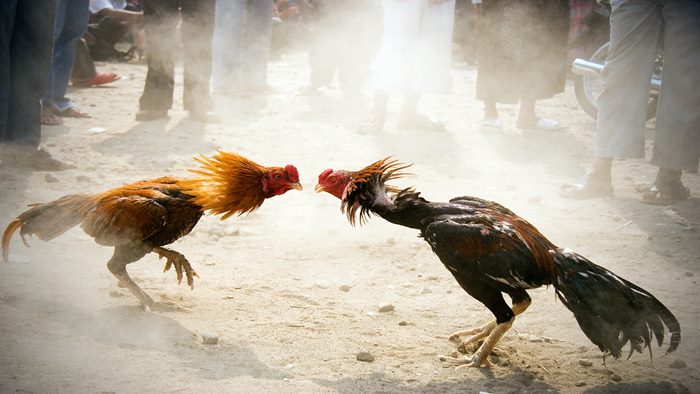 Cock Fights