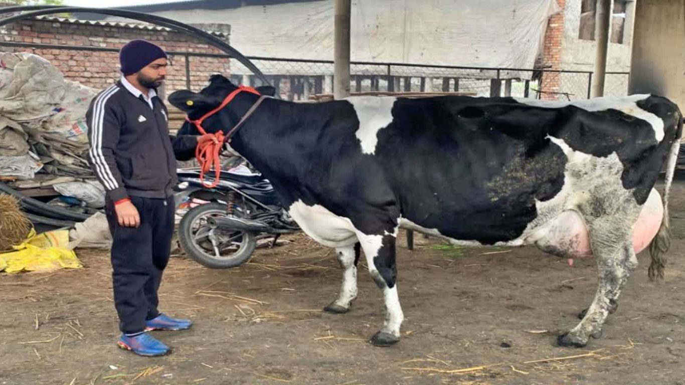 Cow Record Milk: ఒకే రోజులో 80 లీటర్ల పాలు ఇచ్చి.. బుల్లెట్‌ బైక్‌ను సొంతం చేసుకున్న ఆవు!