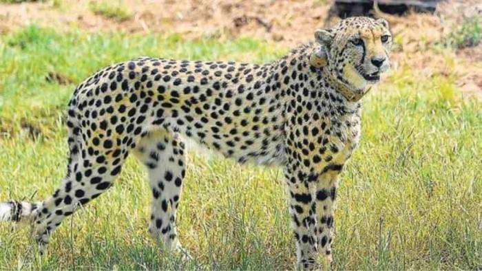 Namibian Cheetah