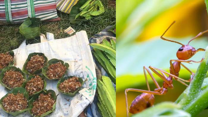 Red Ant Chutney: “ఎర్ర చీమల” పచ్చడికి భౌగోళిక గుర్తింపు(GI).. ఈ వంటకం ప్రయోజనాలు, విశేషాలు..