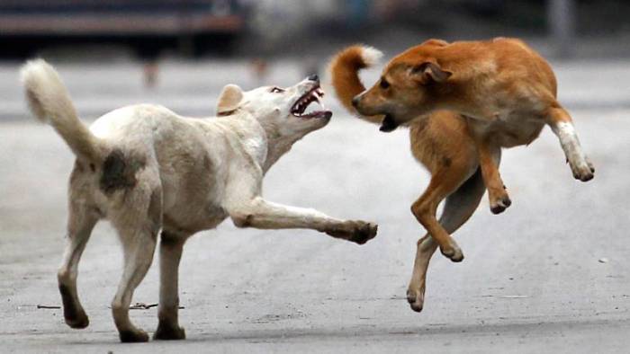 Stray Dogs Attack