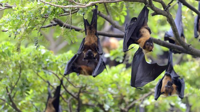 Bat Virus: గబ్బిలాల్లో డెడ్లీ వైరస్‌ని కనుగొన్న శాస్త్రవేత్తలు.. కరోనా లాగే ప్రాణాంతకం..