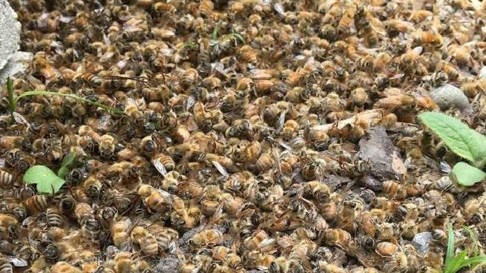 Bees Mistory Death: అమెరికాలో ఒకే రాత్రి 30 లక్షల తేనెటీగల మరణం.. మిస్టరీని ఛేదించిన నిపుణులు..