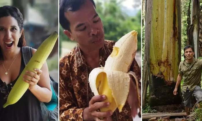 Bigg Banana
