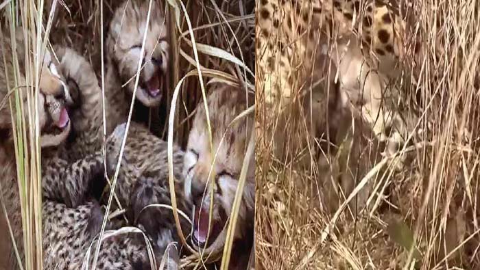 Kuno National Park: కునో నేషనల్ పార్క్‌లో మూడు పిల్లలకు జన్మనిచ్చిన నమీబియా చీతా..