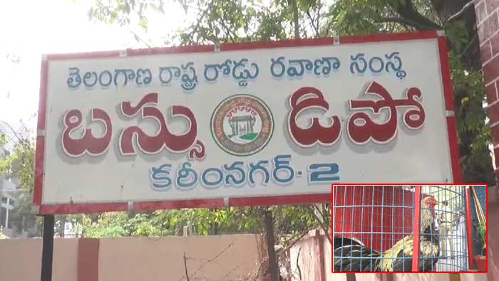 TSRTC : బస్సులో కోడిని మర్చిపోయిన ప్రయాణికుడు.. బోను ఏర్పాటు చేసి బాగాగోగులు చూస్తున్న ఆర్టీసీ