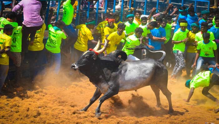 Jallikattu