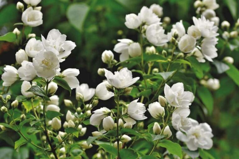 Jasmine Cultivation : మల్లె సాగులో పురుగు నివారణ చర్యలు..