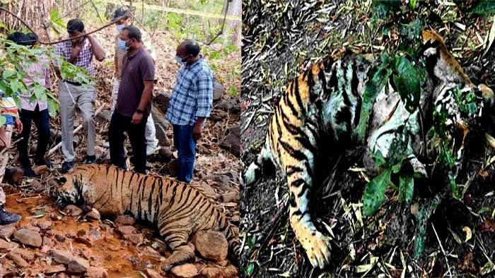 Kagaznagar Tiger Missing Case Mystery