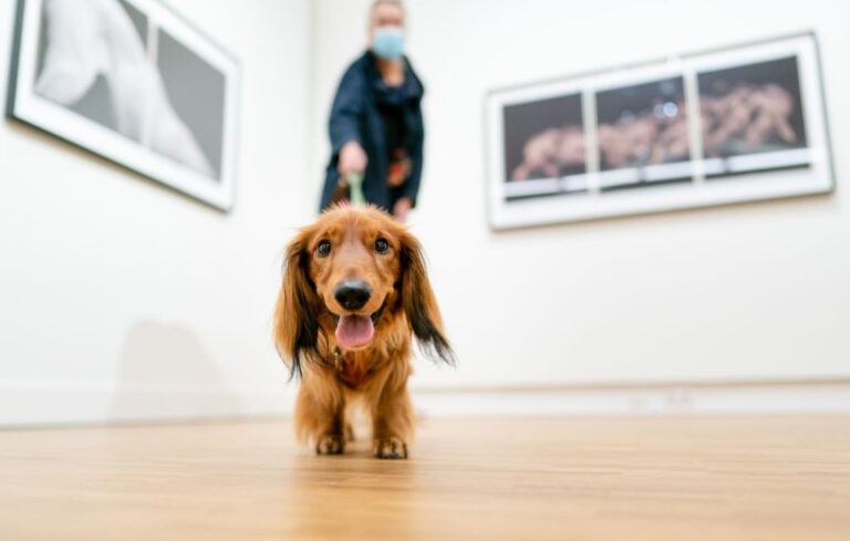 Viral News: రూ.4 లక్షలను మింగేసిన పెంపుడు కుక్క.. చివరకు అలా తీసి..